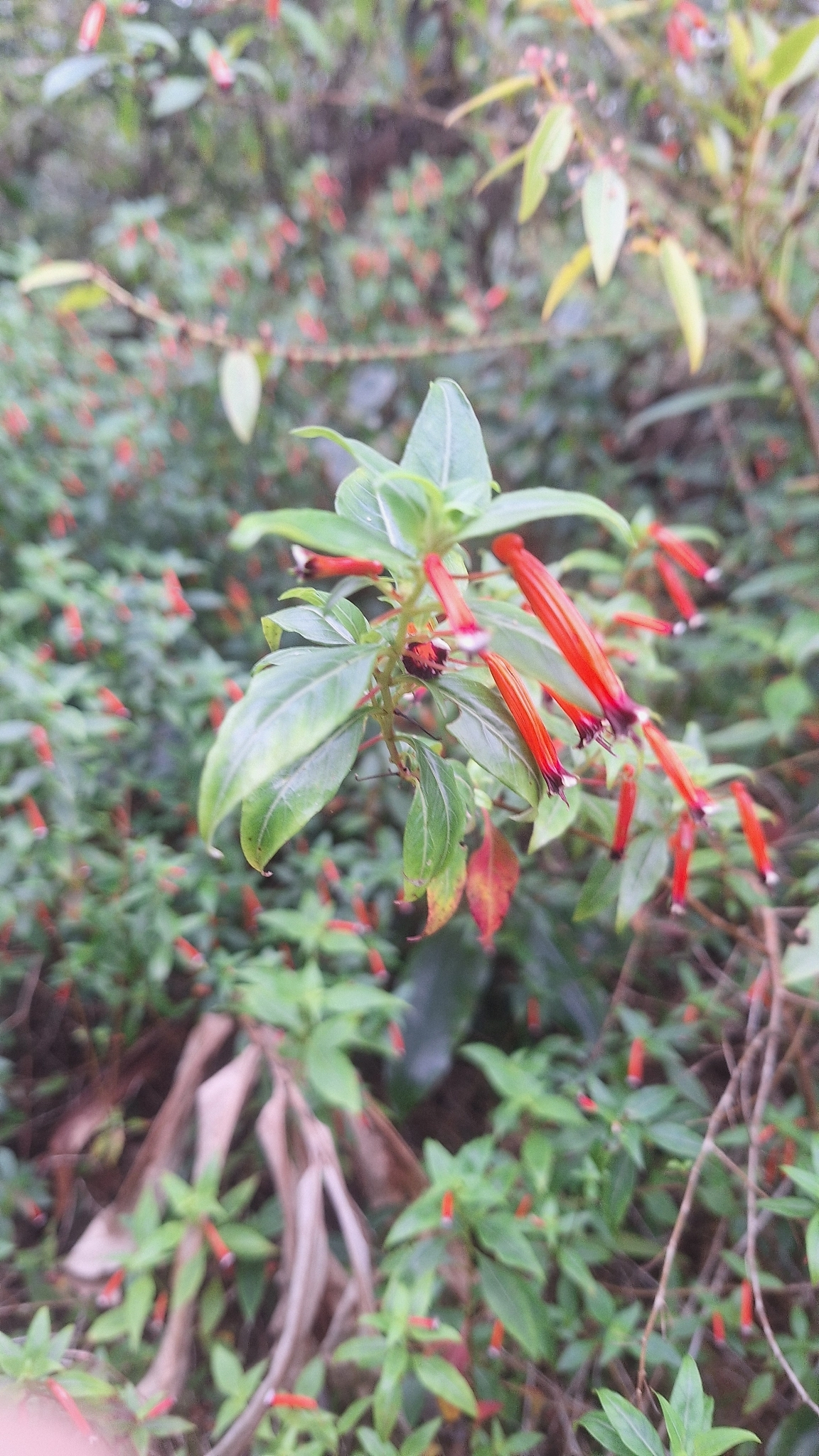 Cigar Flower (Cuphea ignea)