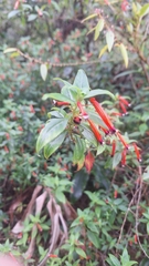 Fleur De Cigare (Cuphea ignea)