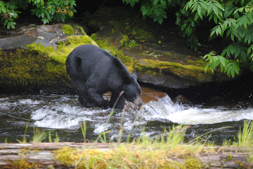 American Black Bear photographed in Alaska