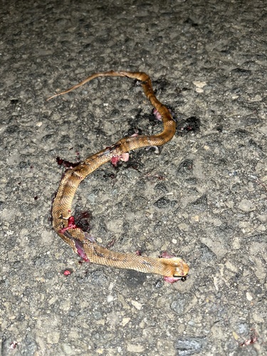 Eastern Brown Snake sighting