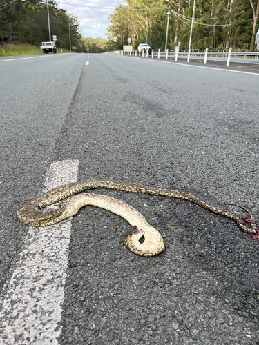 Coastal Carpet Python sighting