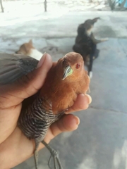 Laterallus albigularis