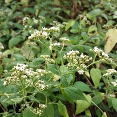 Valeriana clematitis