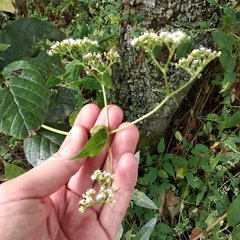 Valeriana clematitis