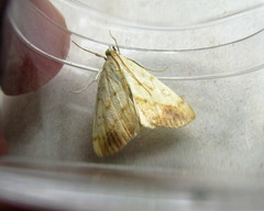 Evergestis extimalis