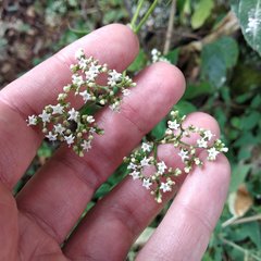 Valeriana clematitis