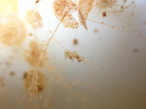 Eubranchus scintillans
