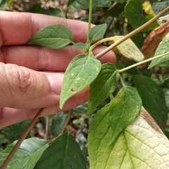 Valeriana clematitis