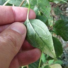 Valeriana clematitis