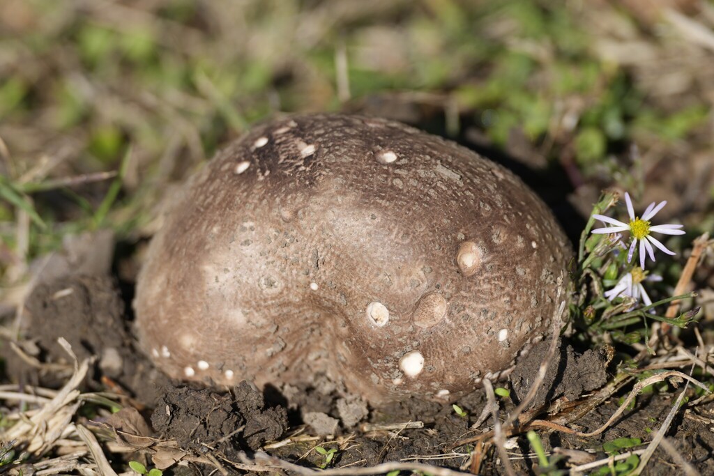 Calvatia cyathiformis · December 2025 · photo: © brandonjjohnson (iNaturalist, cc-by)