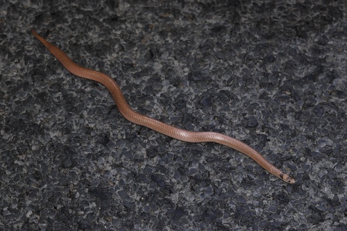 Eastern Shovel-nosed Snake sighting