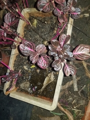 Iresine diffusa herbstii