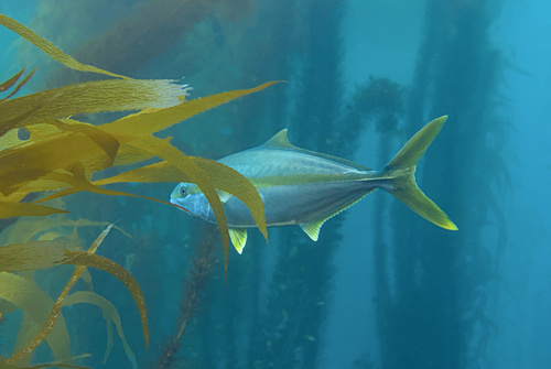 California Yellowtail