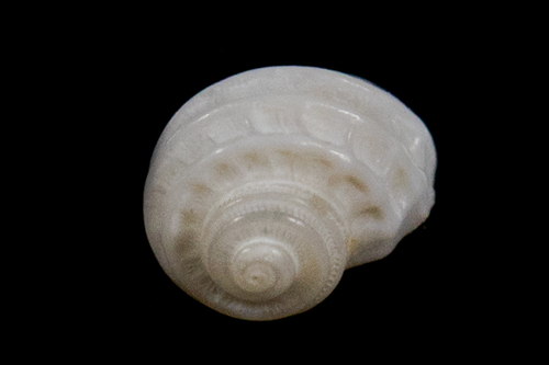 Liotia fenestrata observed 2016-10-02