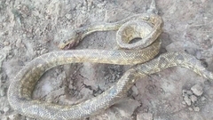 Corallus ruschenbergerii