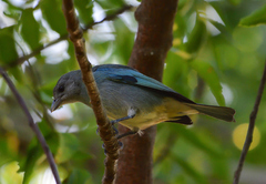 Thraupis glaucocolpa