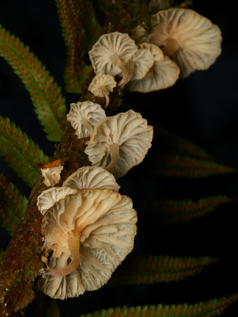 Marasmiellus candidus · December 2025 · photo: © wweellll (iNaturalist, cc-by)