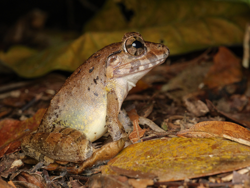Malaysia River Frog, Limnonectes malesianus