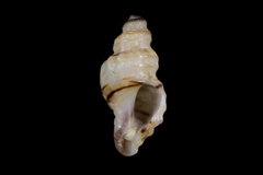 Ocinebrina