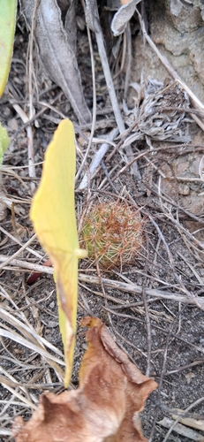 Parodia concinna