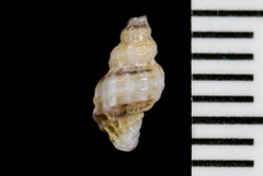 Ocinebrina