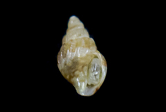 Amphissa versicolor
