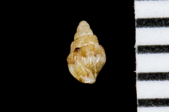Amphissa versicolor