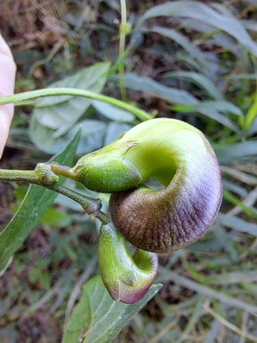 Sigmoidotropis speciosa