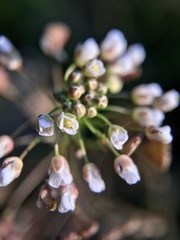 Capsella bursa-pastoris