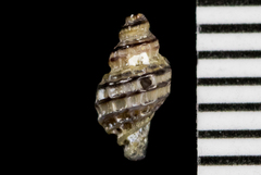 Paciocinebrina atropurpurea