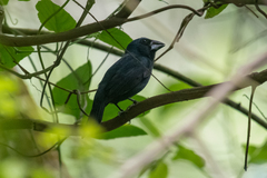 Cyanoloxia cyanoides