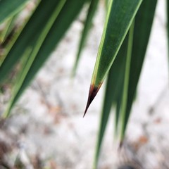 Yucca aloifolia image