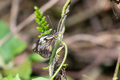 Pieriballia viardi