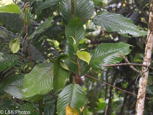 Sooty-headed Wren (Pheugopedius spadix), photo 8