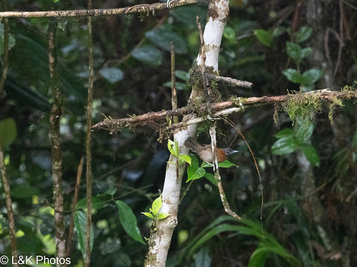 Sooty-headed Wren (Pheugopedius spadix), photo 9