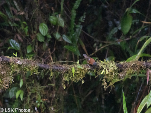 Sooty-headed Wren (Pheugopedius spadix), photo 7