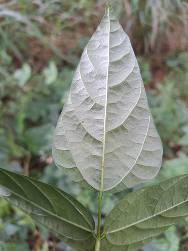 Sigmoidotropis speciosa