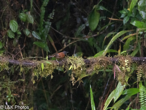 Sooty-headed Wren (Pheugopedius spadix), photo 4