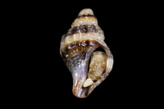 Ocinebrina