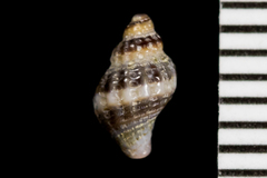 Ocinebrina