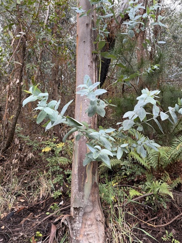 Eucalyptus globulus observed 2025-12-13