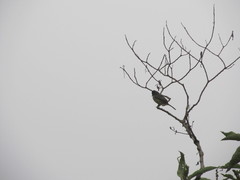 Myiarchus tuberculifer