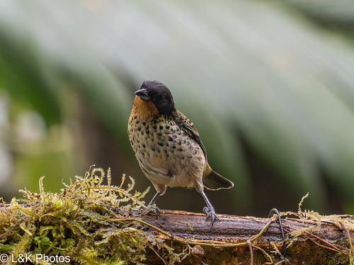 Rufous-throated Tanager (Ixothraupis rufigula), photo 5