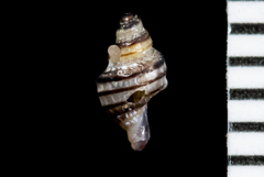 Paciocinebrina atropurpurea