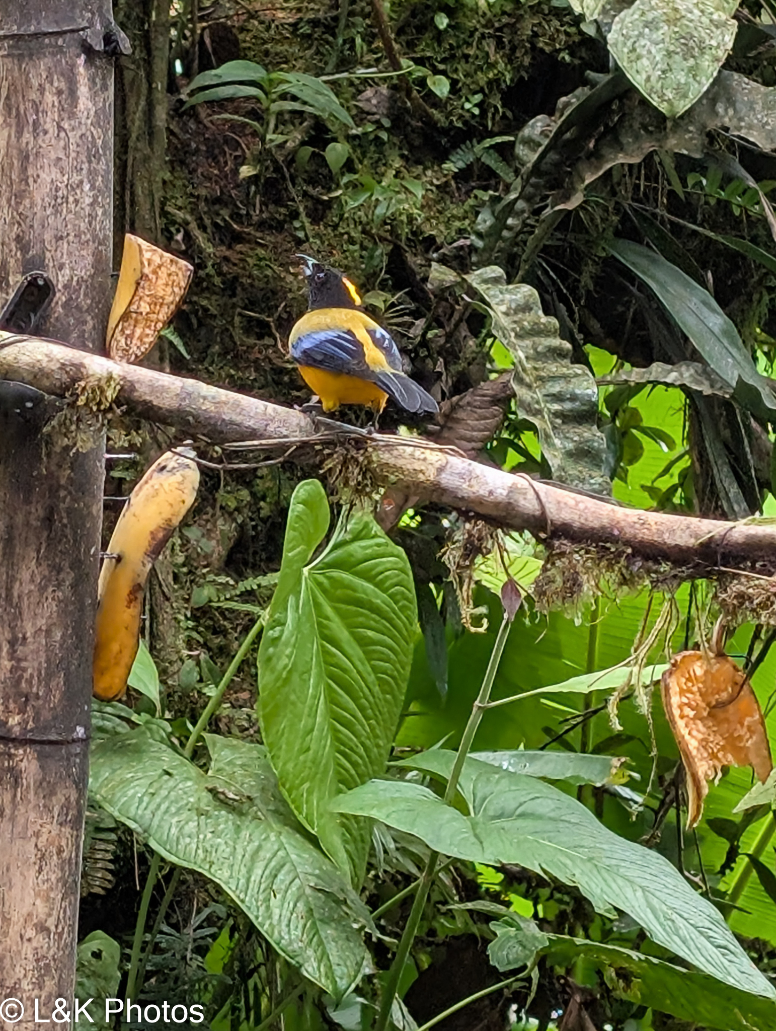 Black-chinned Mountain Tanager (Anisognathus notabilis), photo 7
