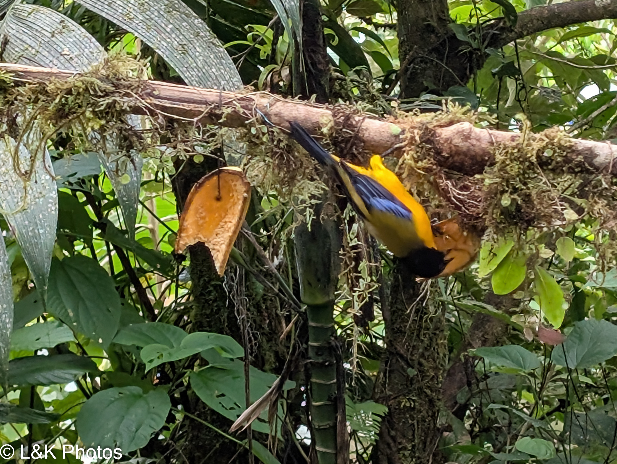 Black-chinned Mountain Tanager (Anisognathus notabilis), photo 5