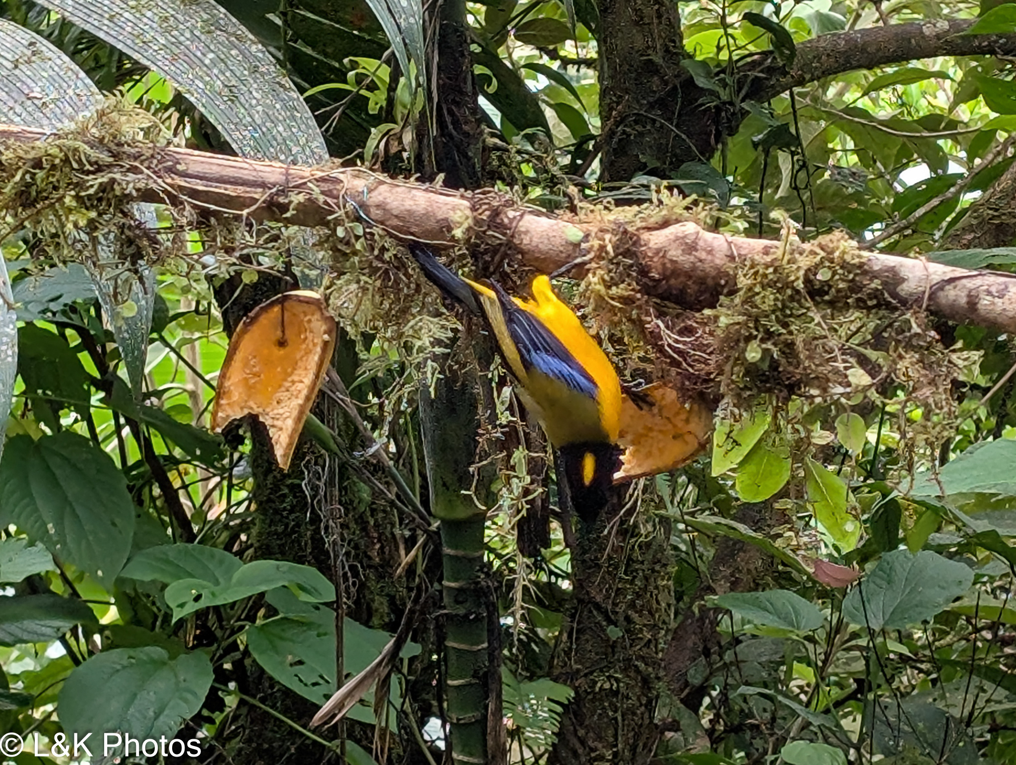 Black-chinned Mountain Tanager (Anisognathus notabilis), photo 6