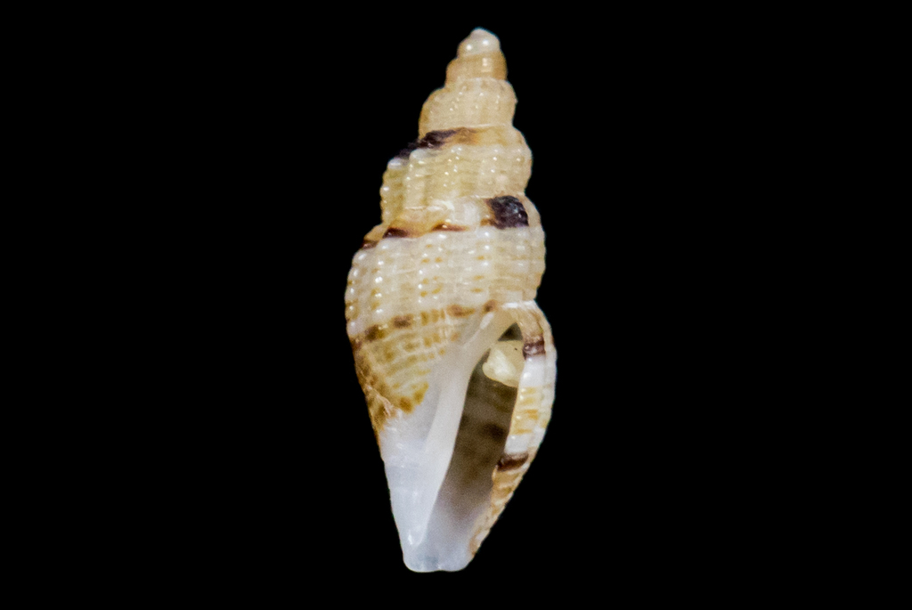 Tenaturris
