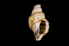 Ocinebrina