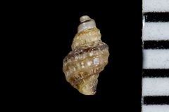 Ocinebrina